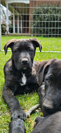 $100 obo 2 puppies great dane/mastiff/german shepherd 3 dogs 