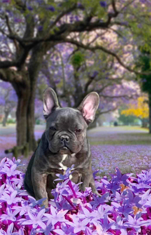 French bulldog female puppy available in Dogs & Puppies for Rehoming in Burnaby/New Westminster - Image 2
