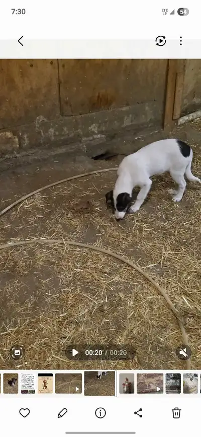 border collie puppies, View more