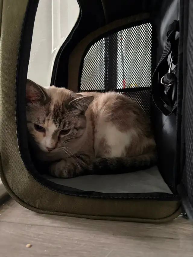 Adult Ragdoll x Tabby Cat