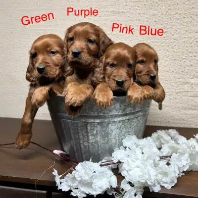 Irish Setter pups all SOLD, View more