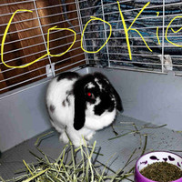 2 adorable friendly rabbits are up for an adoption 
