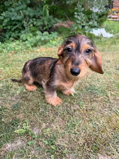 PURE Wiredhair Miniature Dachshund Puppies Ready to go!, View more