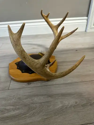 LARRYS TAXIDERMY DEER ANTLERS , View more