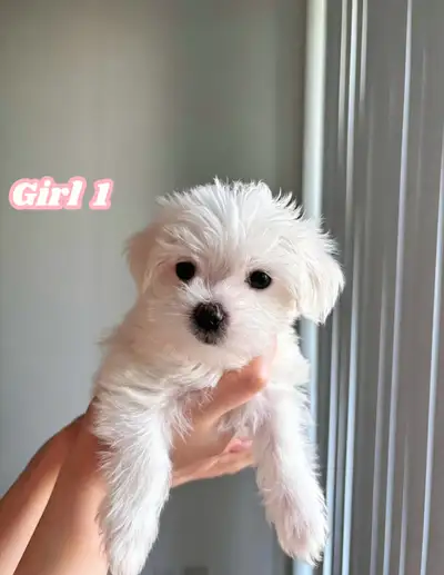 Morkie puppies ❤️, View more