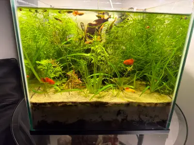 Aquarium plants, View more