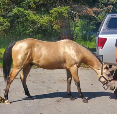 AQHA 3 year old for sale, View more