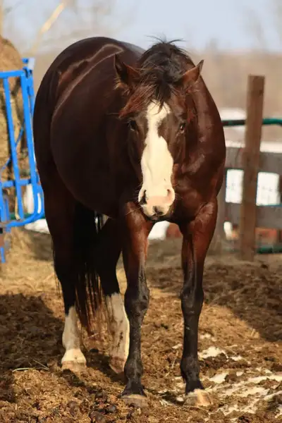 in utero appendix suited for barrels, View more