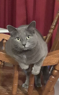 Lost Grey Cat in Symonds Place Area of St. John's