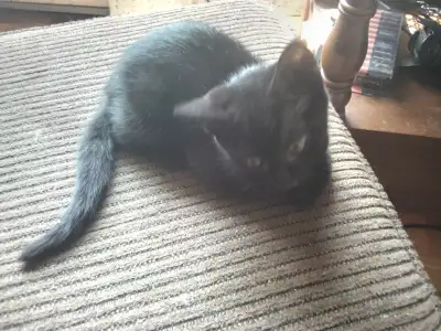10 week old kitten ready for her forever home, View more