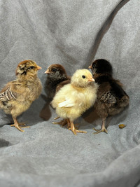 2 week old Easter Egger pullet chicks available now.