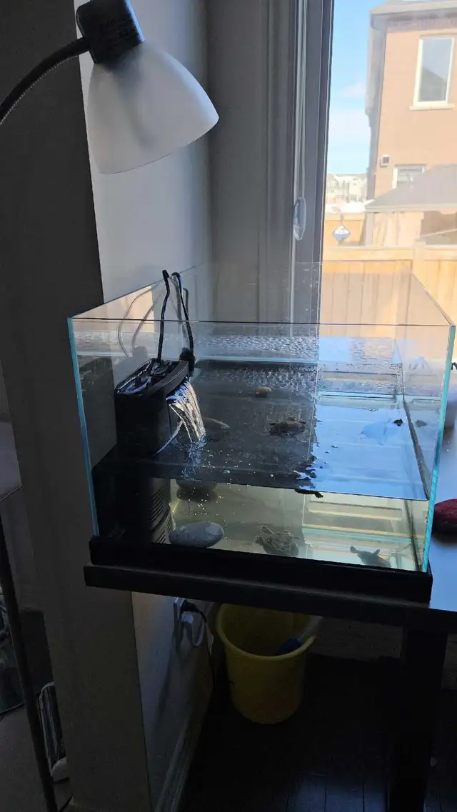 Turtle ( Sliders ) and Golden Fish in Fish for Rehoming in Oakville / Halton Region - Image 3