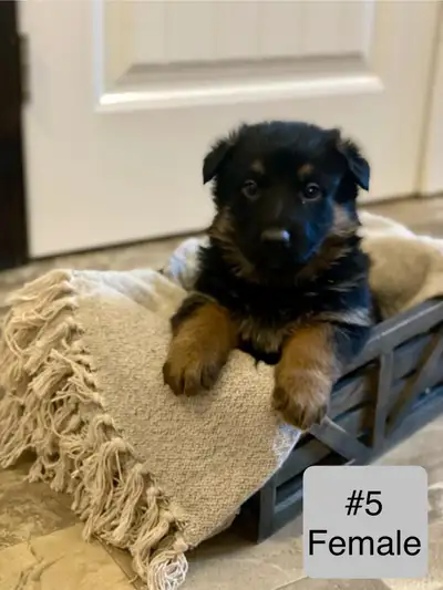 German shepherd puppies for rehoming, View more