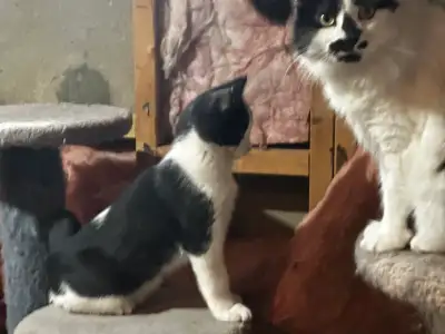 Three cats (one mom two babies), View more