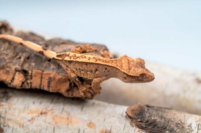 Baby phantom dalmatian crested gecko in Reptiles & Amphibians for Rehoming in City of Toronto - Image 2