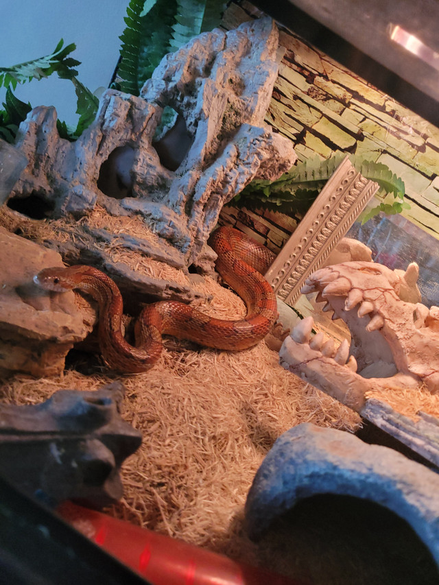 Adult corn snake in Reptiles & Amphibians for Rehoming in Edmonton - Image 3