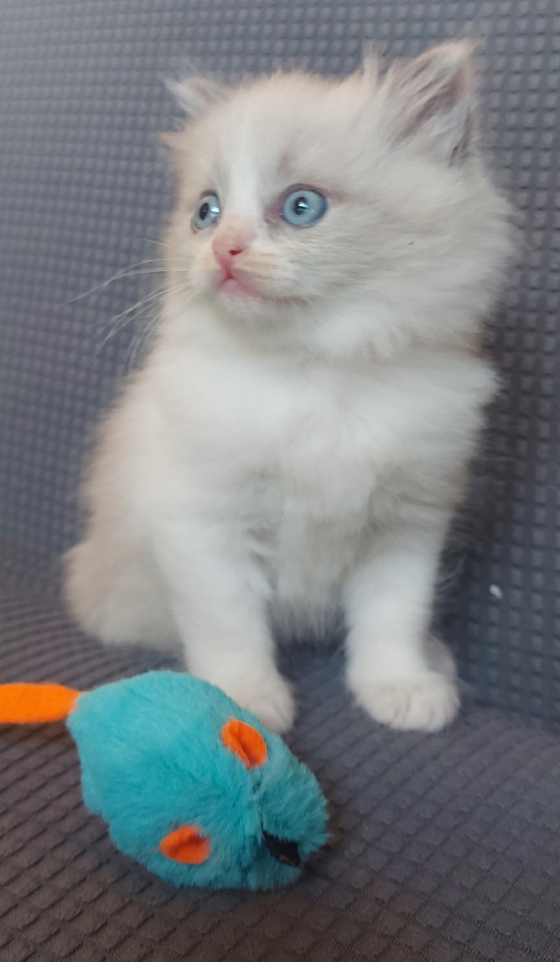 Ready Now- RAGDOLL Kittens | Cats & Kittens for Rehoming | Saskatoon