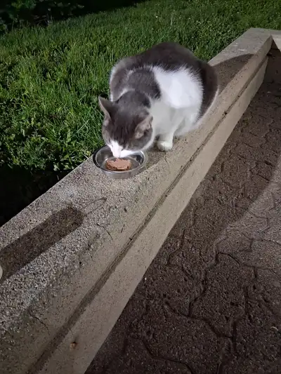 Cat found on Bronson st. and Gloucester (close to Laurier ave W) Gray Tabby (gray markings with whit...