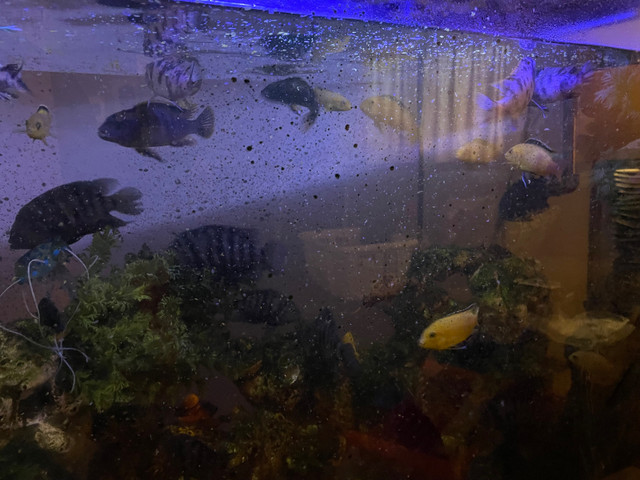  Cichlids $5-$10 in Fish for Rehoming in Windsor Region