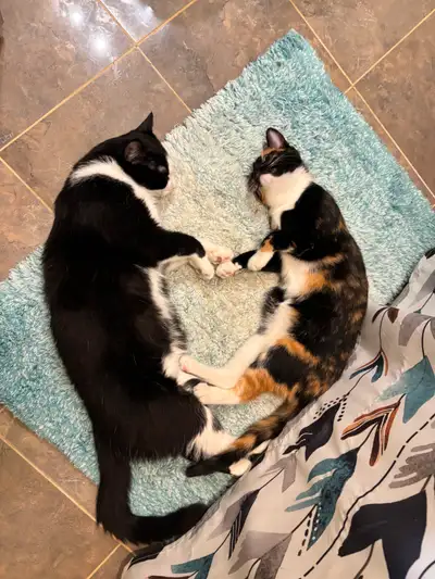 Up for adoption are two cats who, despite being from different litters, grew up in the same househol...