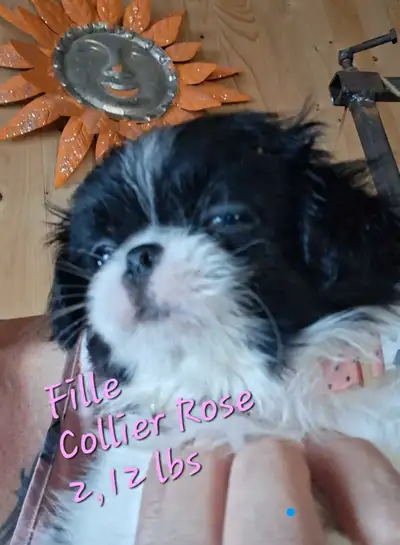 Joli Petit chiots Croisé !, View more