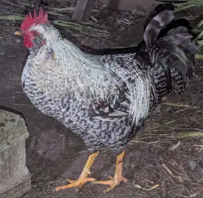 5 Month Old Rooster, View more