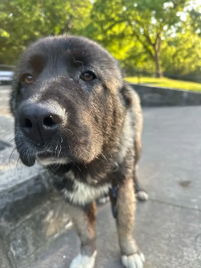 Caucasian shepherd puppy 6 months old  in Dogs & Puppies for Rehoming in Mississauga / Peel Region - Image 3