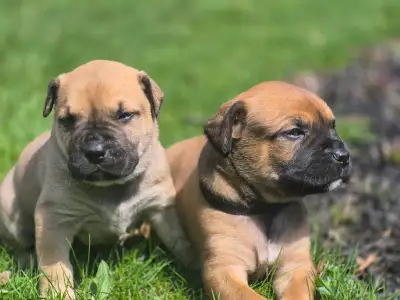Cane Corso mix Puppies, View more