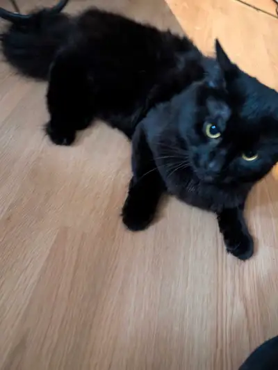 Beau chat noir , Voir plus