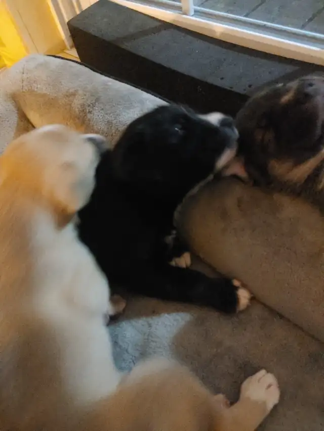 Chio a vendre husky croisé Braque almand Labrador in Dogs & Puppies for Rehoming in Lanaudière - Image 8