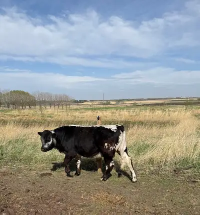 yearling speckled park bull, View more