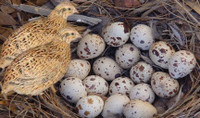 Looking for fertilized quail eggs