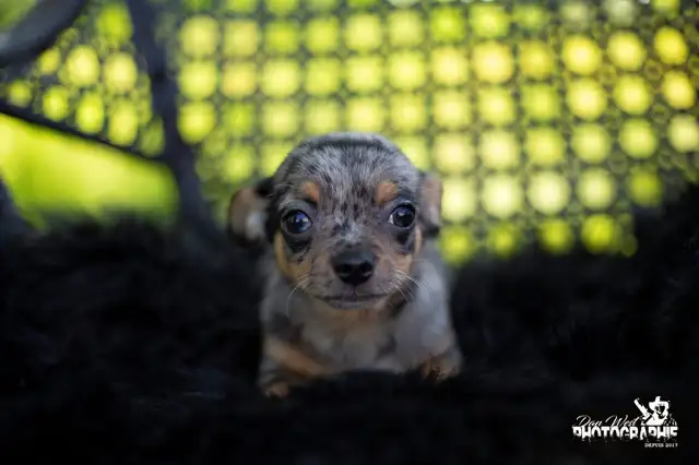 Magnifiques chiots chihuahua in Dogs & Puppies for Rehoming in Trois-Rivières - Image 5