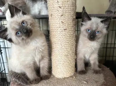 Siamese x Ragdoll male kittens, View more