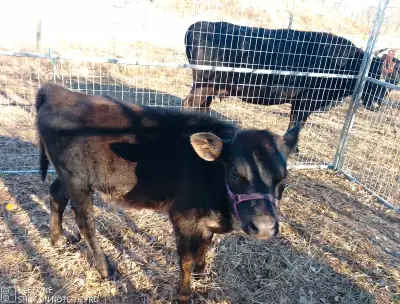 Born July 17 2025 Little heifer She is 25% Dexter 75% jersey U can see last picture of her mom. Iam...