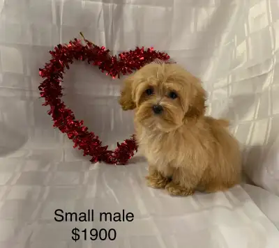 Tiny Maltipoo puppies $1700, View more