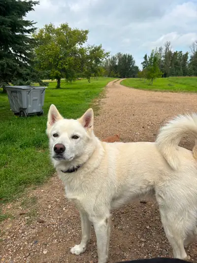 High energy sweethearts looking for a home, View more
