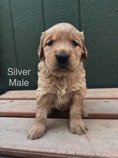 Beautiful golden retriever puppies! The perfect family dogs 7 beautiful golden/red retrievers lookin...
