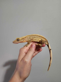 RTB Female Crested Gecko