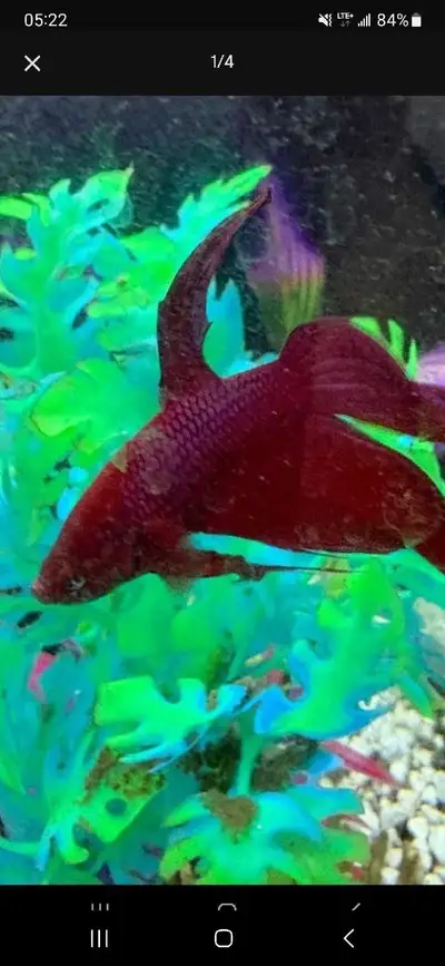 Fluval 9G + Hank + Accessories!!! , View more