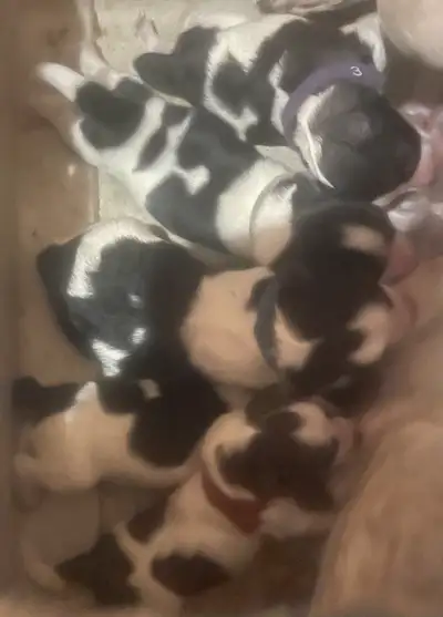 WELCOME TO THE WORLD little ones! Male and female Black & White Parti Toy/Miniature Schnauzer puppie...