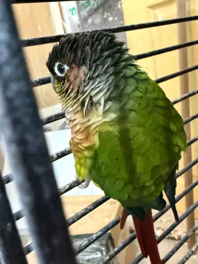 conure pair, View more