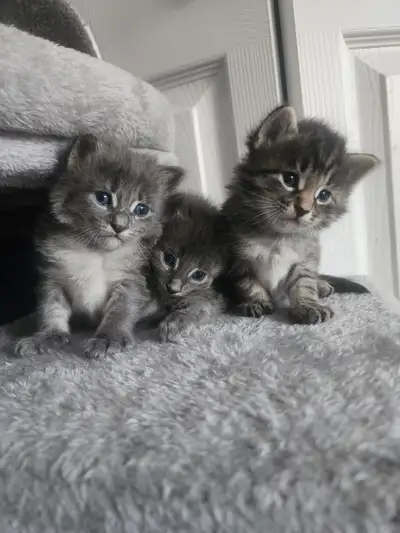 Les chatons Nee le 15 mai. Sibérien et British longhair. Prêt à chercher dans 2-3 semaine.