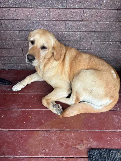 Golden Lab - Daisy - 4 years old , View more