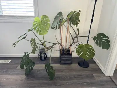 Monstera plant big size, View more