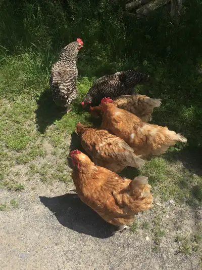 LOOKING FOR CHICKENS, View more