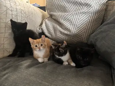 kittens for sale, View more