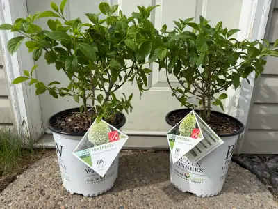 2.03gal powerball hydrangea $40 each, View more