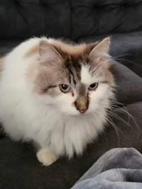 Ragdoll Cat Needs New Home