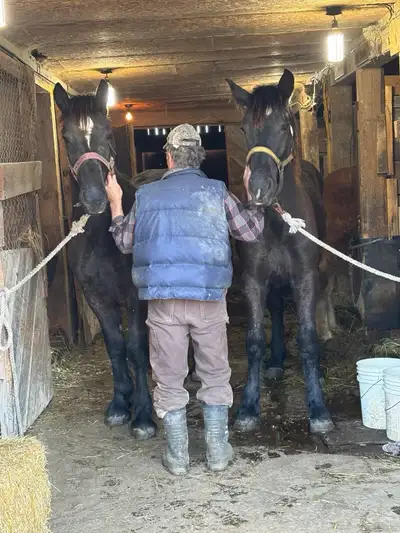 Team of Belgian Percheron cross geldings coming 2 year old. Good with farrier good stable manners. H...